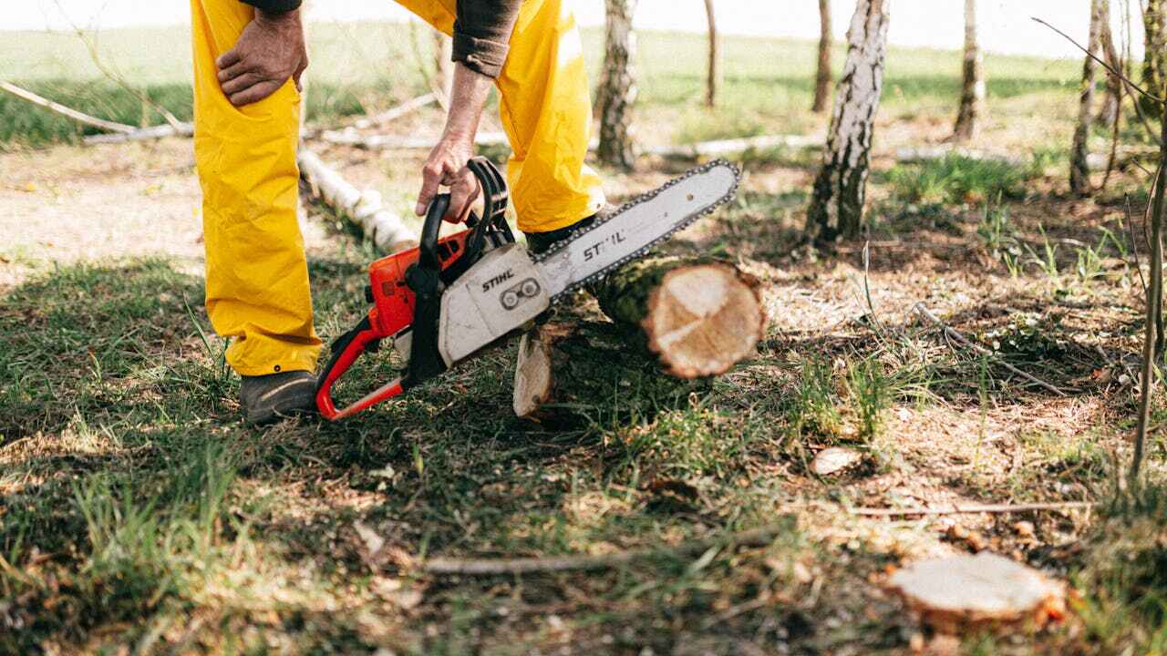 Trusted Northdale, FL Tree Service Experts